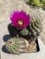 Preview: Echinocereus spec. BL violett